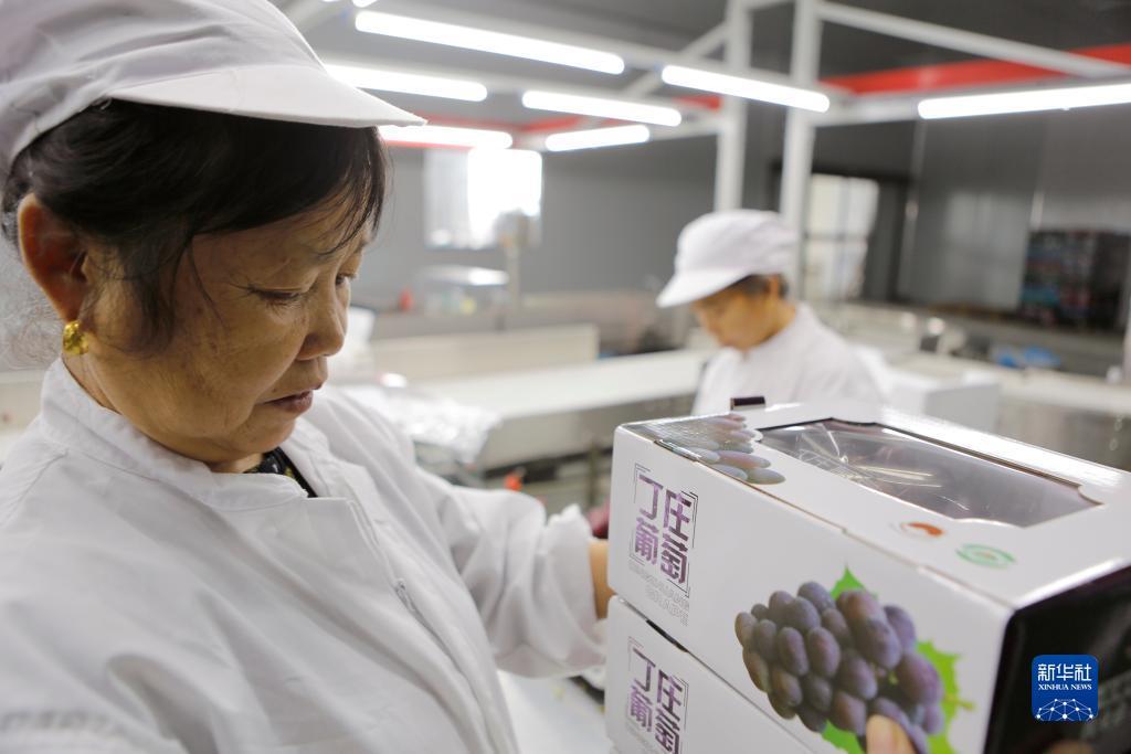 摇钱树捕鱼app下载